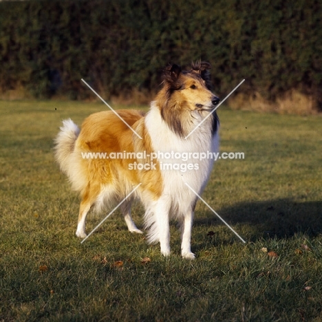 mystic maid from ugony, rough collie standing on grass