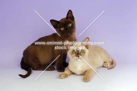 Burmese Chocolate and Chocolate Tortie Kittens on purple background