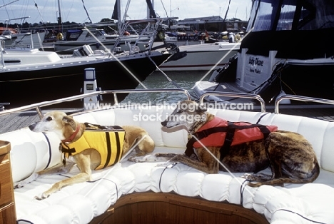 lurcher and greyhound on a boat wearing lifejackets
