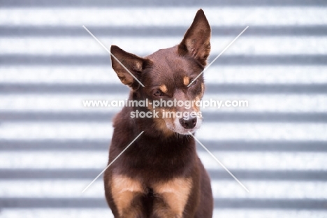 Kelpie looking at camera