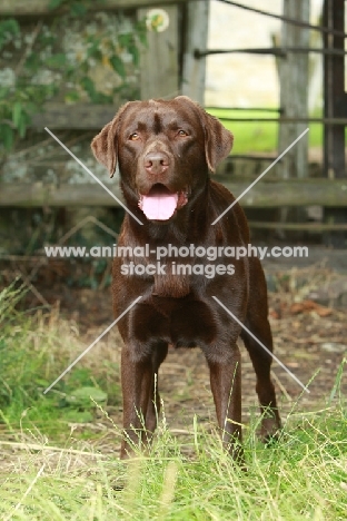 Chocolate Labrador Retriever standing