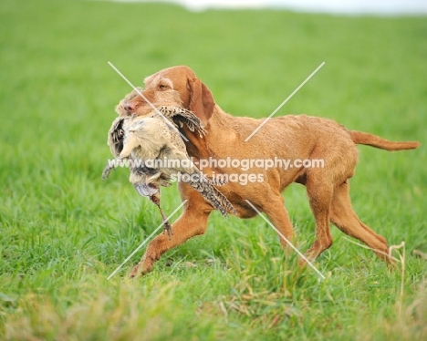 Hungarian Vizsla retrieving bird