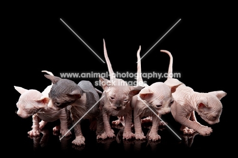 five 4 week old Sphynx kittens