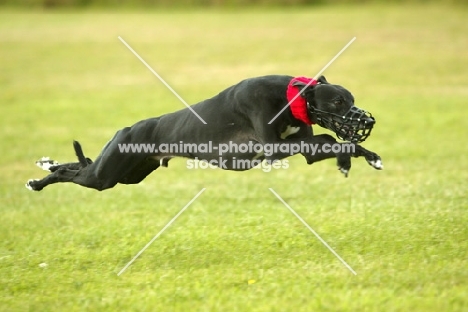 muzzled greyhound racing
