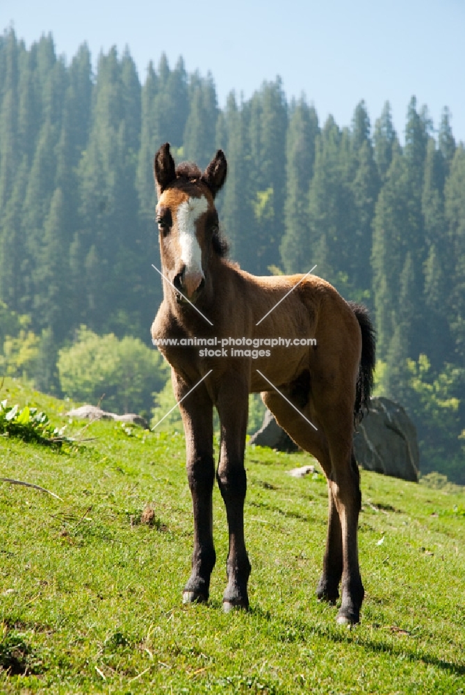foal standing in the Himalayas