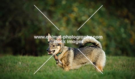 Swedish Vallhund standing in field