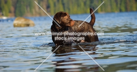 Chocolate Lab standing in water.