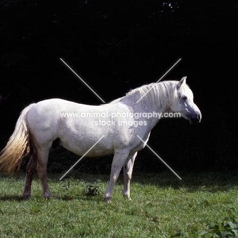 Connemara pony standing on grass