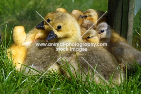 two Steinbacher goslings with call ducklings in the background