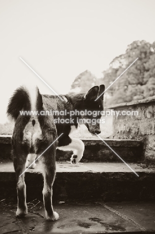 Husky Crossbreed back view