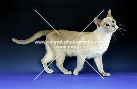 lilac burmese cat, side view