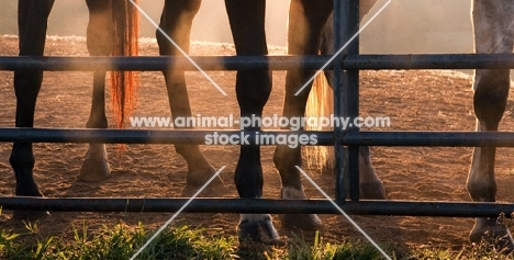 horses legs behind bars