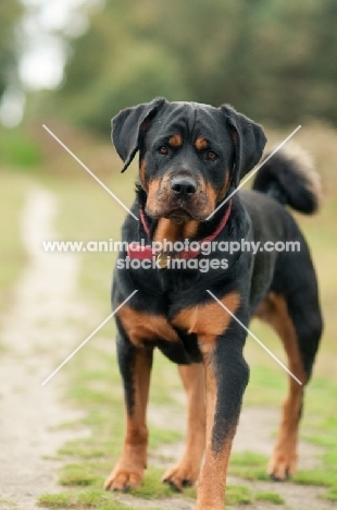 Rottweiler on a walk in the woods, looking at camera with loveable expression