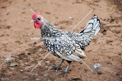 silver Sebright Bantam chicken