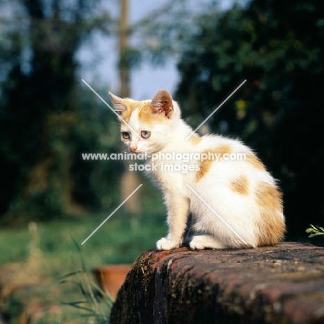 ginger and white kitten