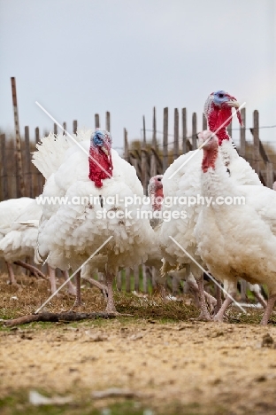 white turkeys