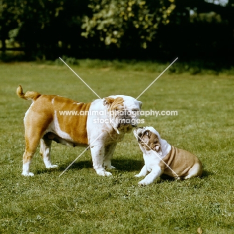 noways blockbuster felicity and puppy blockbuster noways dual control (nancy), bulldog bitch and puppy