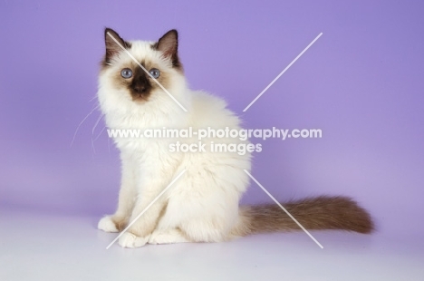 young Chocolate point Birman kitten