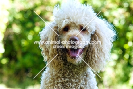 standard poodle portrait