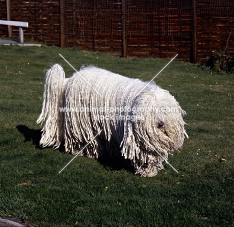   hercegvaros cica of borgvaale and loakespark (kitten) komondor walking on grass, kitten in action