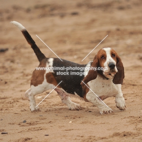 Basset Hound running on sandy beach