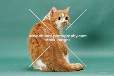 Red Mackerel Tabby & White cat, back view