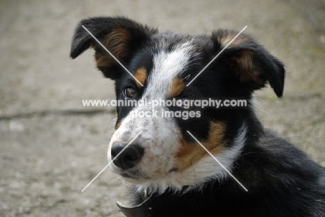 Border Collie pup