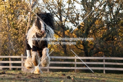 Gypsy Vanner running in field in autumn