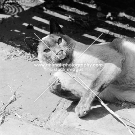 olivia manning's siamese cat licking, playing