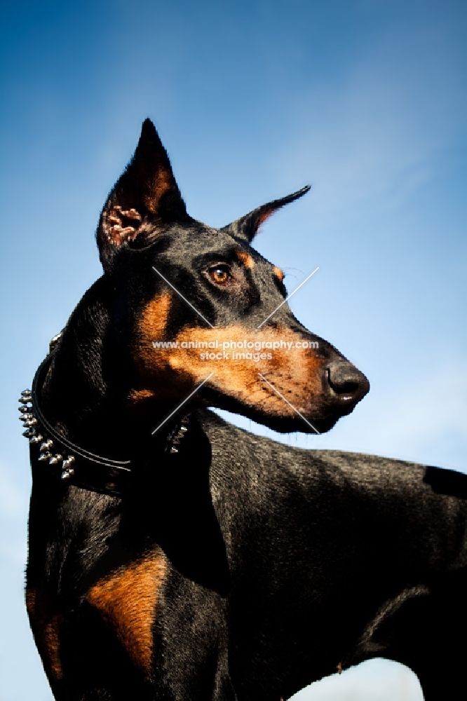 Doberman against blue sky