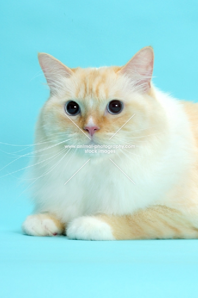 Red Point & White Ragdoll