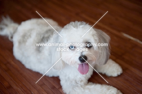 maltese-poodle (malti-poo) lying on hardwood floor