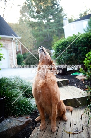 golden retriever howling