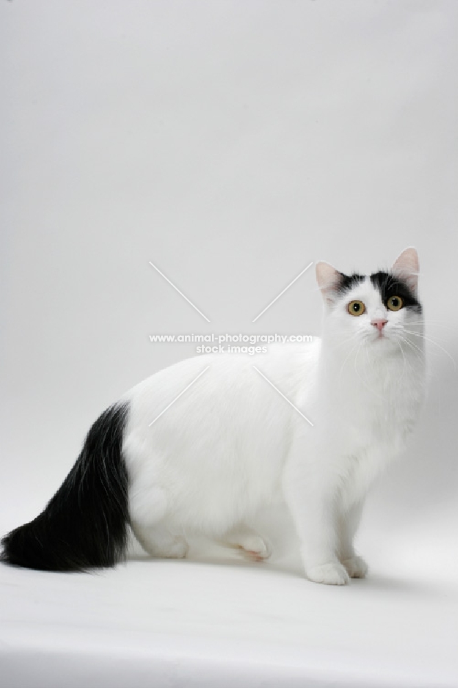 black and white turkish van cat on grey background