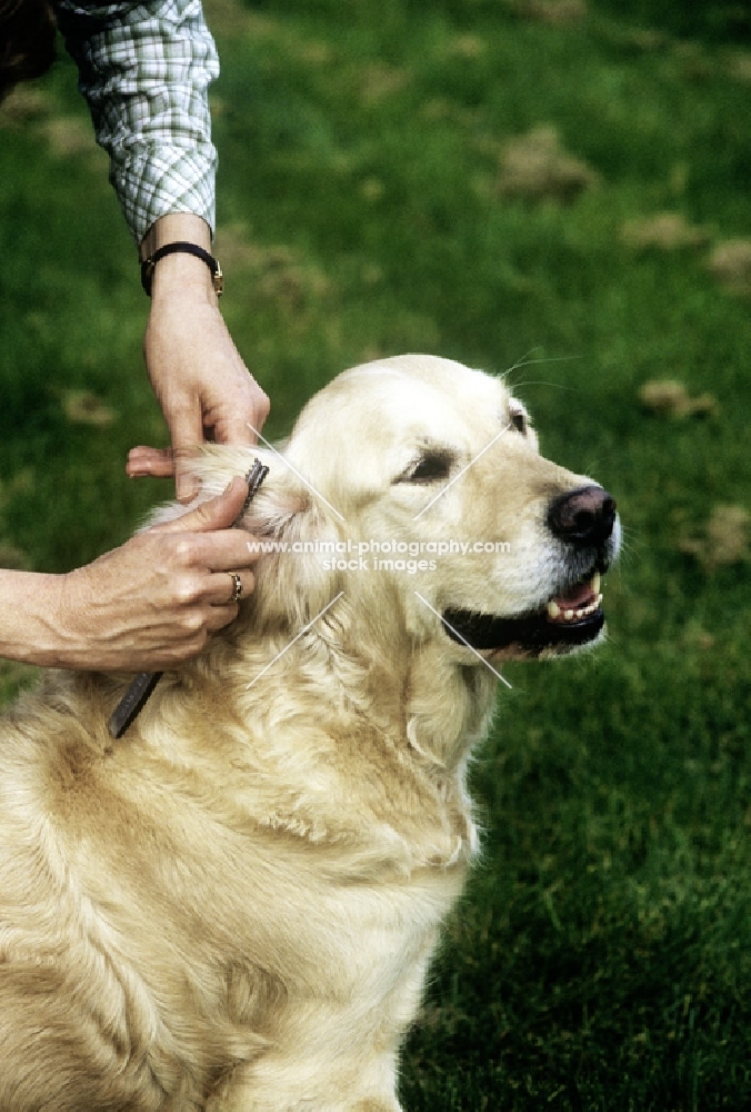 thinning hair on the ear of golden retriever