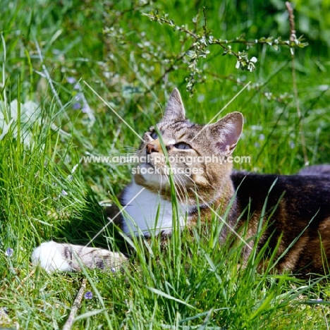 tabby and white cat looking up