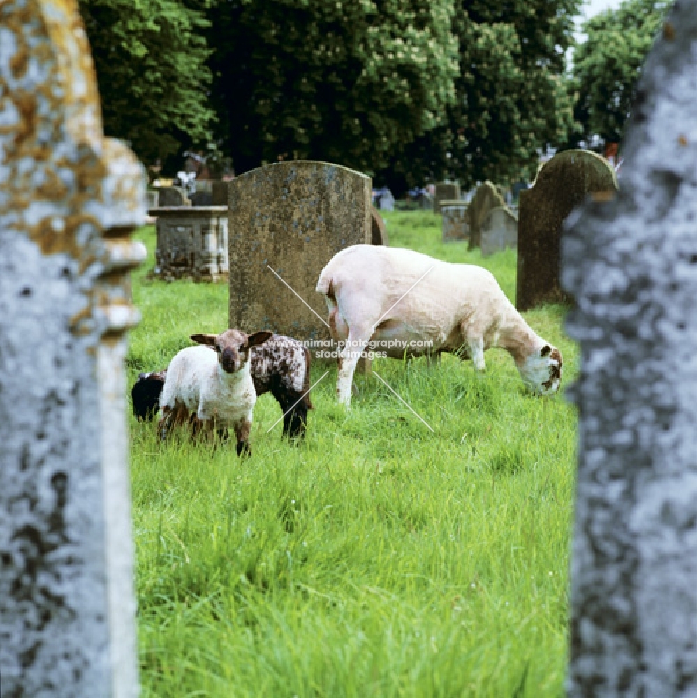 sheep grazing in churchyard amongst tombstones