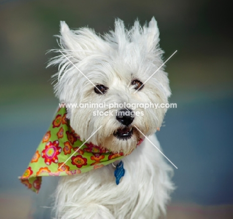 West Highland White Terrier wearing scarf