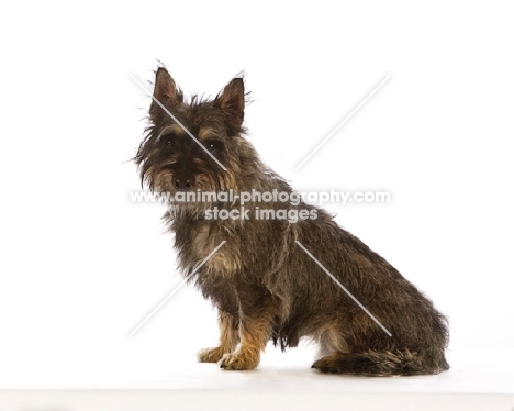 Avon terrier sitting down. New breed crossing the Cairn Terrier and two other terrier breeds.