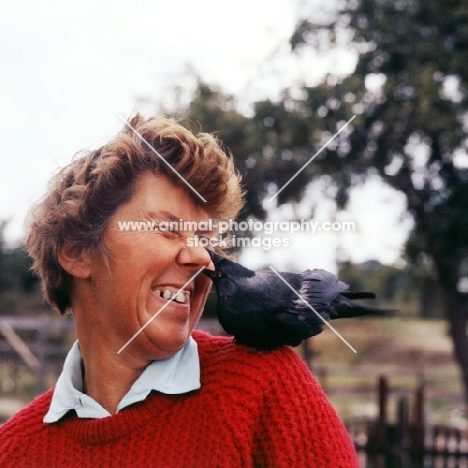 mary holmes animal trainer with jackdaw pecking off her nose