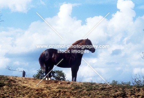 welsh cob (section d) stallion