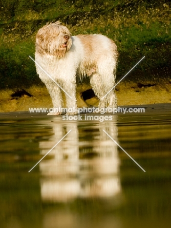 Polish Lowland Sheepdog (aka polski owczarek nizinny) on beach