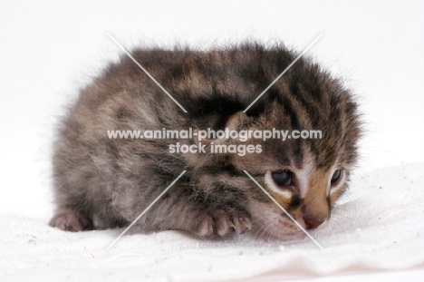 2 week old Asian Leopard kitten