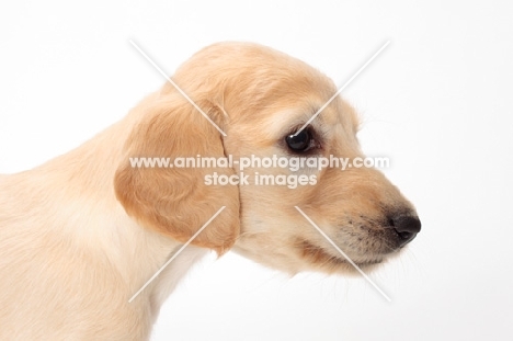 Saluki puppy, portrait side view