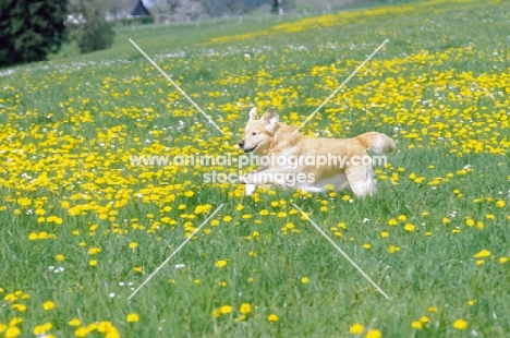 Golden retriever running in field