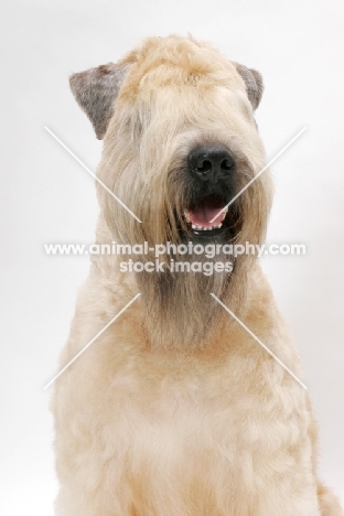 Australian champion Soft Coated Wheaten Terrier portrait