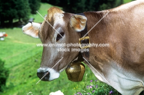 brown swiss cow wearing a bell