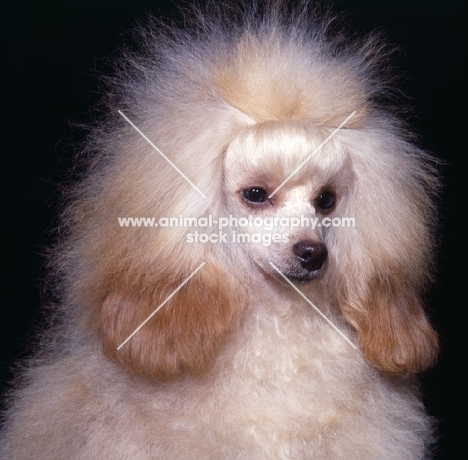toy poodle puppy, head study
