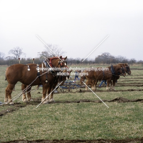 suffolk punch horses, well decorated at ploughing competition at paul heiney's farm 