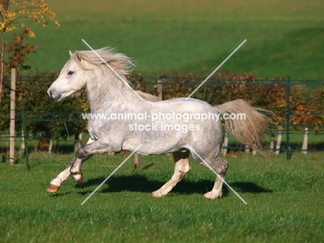 grey Welsh Mountain Pony (Section A) running